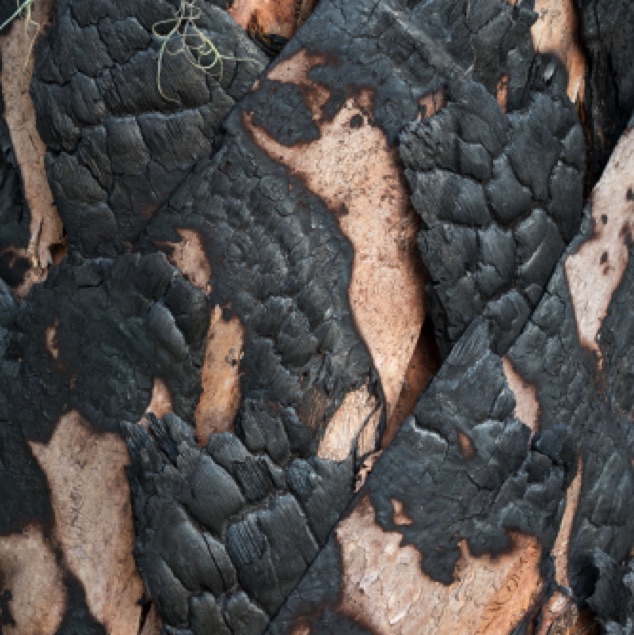 Patterns in Burned Palm Tree
Jelks Preserve
Venice FL